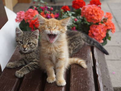 Bild 11 aus  Schmiedlehnerhof