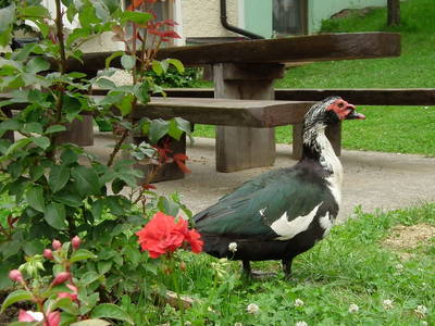 Bild 45 aus  Kräuterbauernhof Rosenkranz
