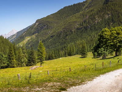 Bild 59 aus  Hintereggalm