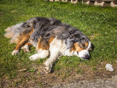 Bild 25 aus  Ferienbauernhof Elmaugut