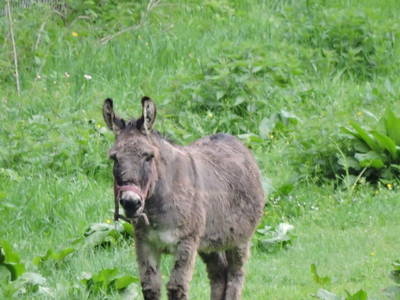 Bild 67 aus  Landhaus Dorfer - Obergollegg