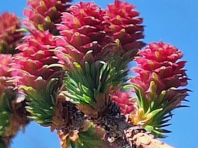 Bild 59 aus  Almhütte Pucher