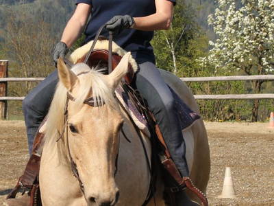 Bild 75 aus  Bauernhof  Wernhof