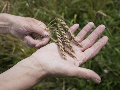 Bild 39 aus  Sturmhof