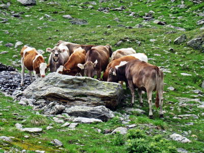 Bild 29 aus  Lichteben