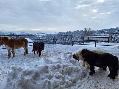 Bild 152 aus  Peinbauerhof