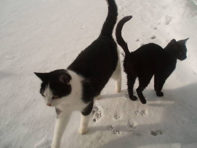 Bild 35 aus  Höllmühle