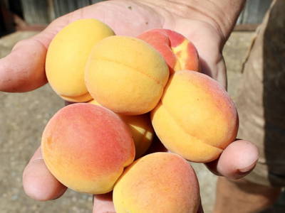 Bild 21 aus  Panorama Ferienhaus am Stopferhof