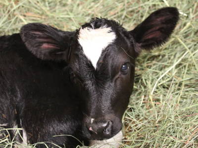 Bild 39 aus  Bauerborchardt - Urlaub am Bauernhof bei Familie Borchardt