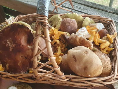 Bild 84 aus  Stroneggerhof