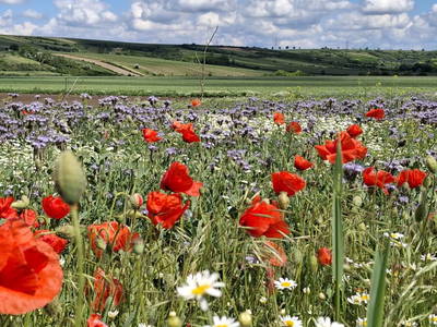 Bild 53 aus  Ferienhaus Weinviertel