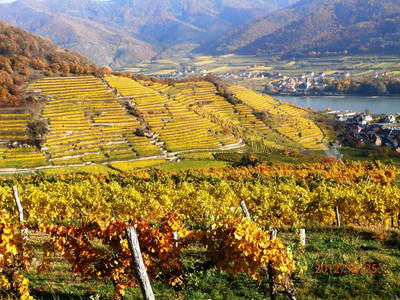 Bild 91 aus  Weingut STRAWANZER Donabaum