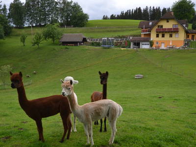 Bild 20 aus  Biohof Kroisleitner