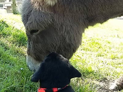 Bild 109 aus  Alpenhof Grafleiten