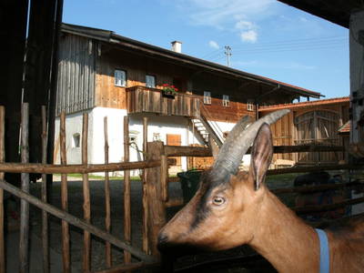 Bild 130 aus  Kaspergut