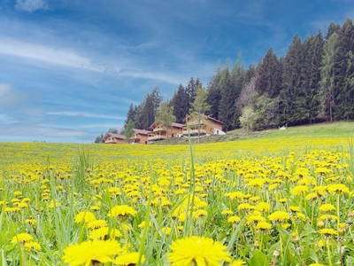 Bild 45 aus  Hochleben Chalets am Steinerhof in Kärnten