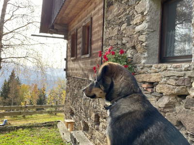Bild 95 aus Almhaus Bachler