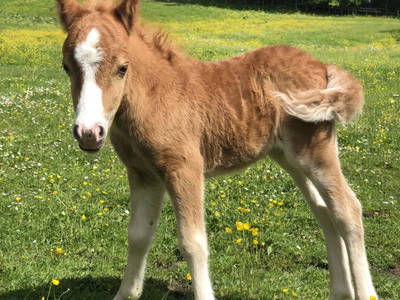 Bild 108 aus  Grossa Hütten