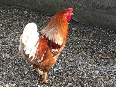 Neben ca. 15 Hühnern haben wir oft auch einen Hahn, der natürlich auch kräht =) Wir finden, das gehört zum Landleben einfach dazu.