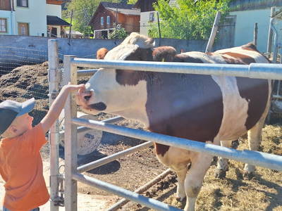 Bild 130 aus  Familienbauernhof Christa