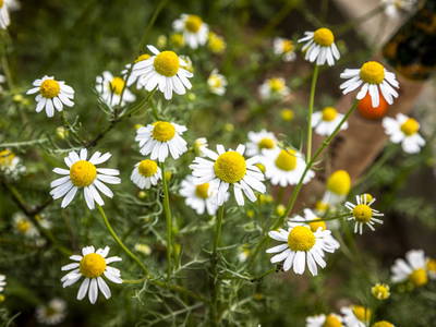 Bild 80 aus  Pointbauer