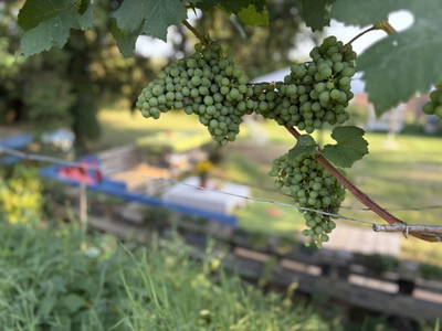 Bild 36 aus  Naturgartenurlaub - Steffis Ferienwohnungen