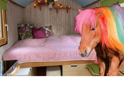 Bild 2 aus  Arabian Harmony