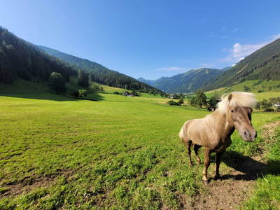 Bild 179 aus  Der Perweinhof