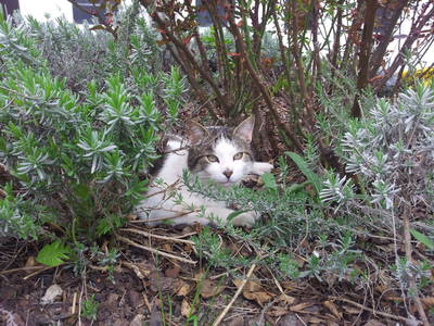 Bild 22 aus  Am Arkadenhof