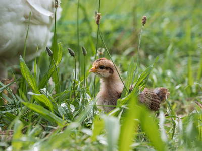 Bild 59 aus  Chalet Jochwand