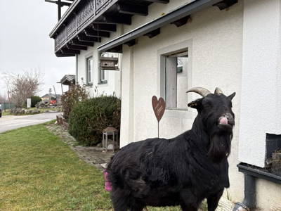 Bild 101 aus  Deutlhauserhof