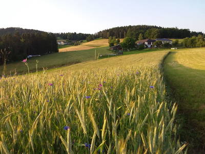 Bild 22 aus  Natur Erlebnishof Aumayr