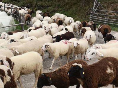 Bild 73 aus  Pöllitzgut