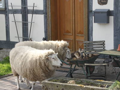 Bild 21 aus  Gutshof Baumbach