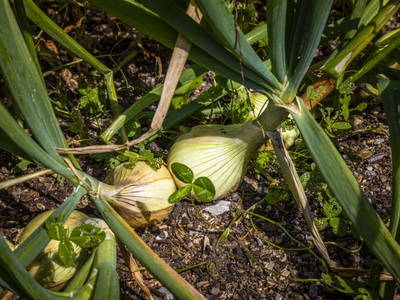 Bild 135 aus  Bio-Bauernhof Schweizerhof