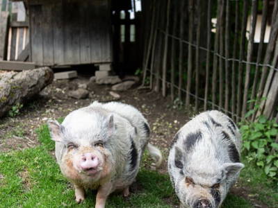 Bild 31 aus  Göttfriedbauer