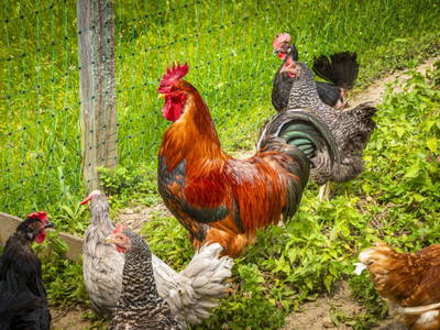 Bild 31 aus  Hochthron Suites