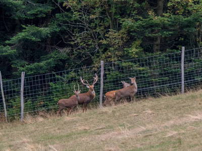 Bild 35 aus  Fuchs und Hase
