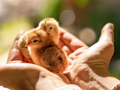 Bild 64 aus  Biohof Seidl