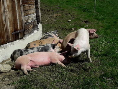 Bild 39 aus  Prädastenalm