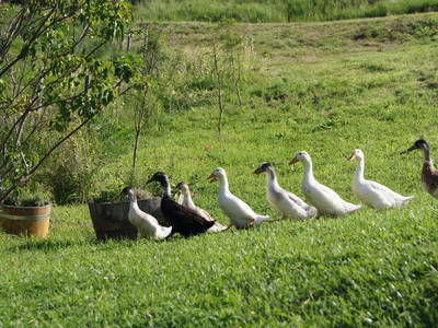 Bild 38 aus  Landhotel Spreitzhofer - Braunhof