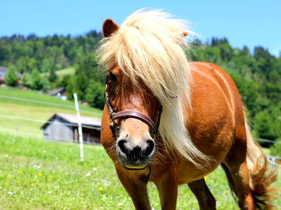 Bild 13 aus Bio-Ferienbauernhof Greber