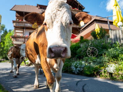 Bild 2 aus  Familienhotel-Gasthof Hinteregger