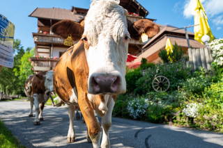 Familienhotel-Gasthof Hinteregger aus Bad Kleinkirchheim