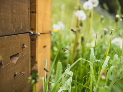 Bild 27 aus  Wiesbauer - Urlaub in Schenna - Südtirol