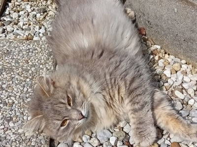 Bild 73 aus  Jagahütte