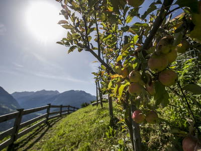 Bild 44 aus  Marteshof