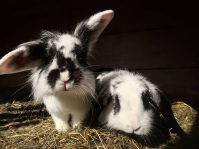 Bild 110 aus  Pieber-Staberhof