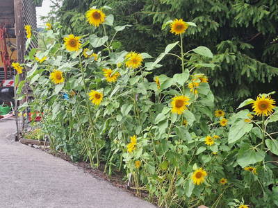 Bild 16 aus  Vögelhof