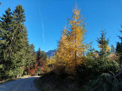 Bild 36 aus  Aparthotel & Restaurant Ederhof